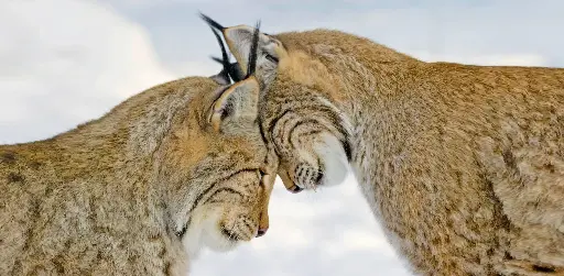 [GEO-XXL-211417] GEO-XXL-Postkarte »Kopfzerbrechen«