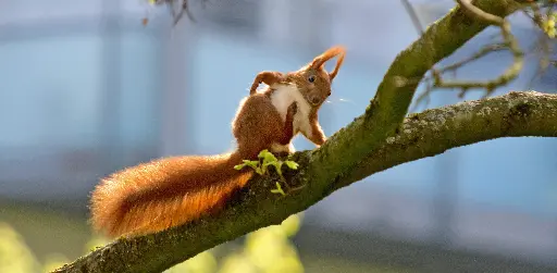 [GEO-XXL-211418] GEO-XXL-Postkarte »Freches Eichhörnchen«