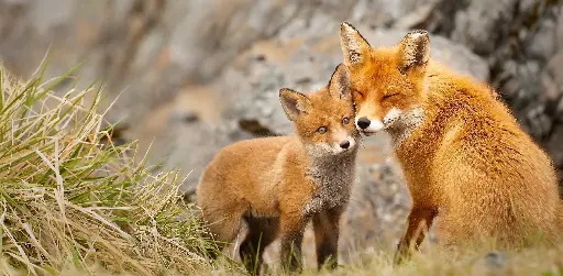 [GEO-XXL-211426] GEO-XXL-Postkarte »Füchse«