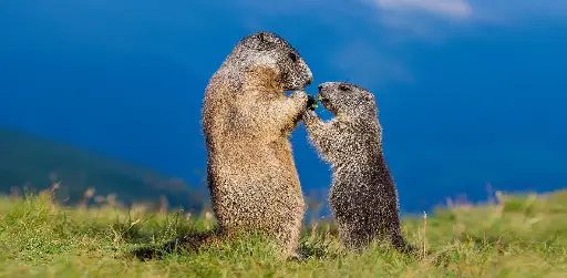 [GEO-XXL-211450] GEO-XXL-Postkarte »Frühstück«