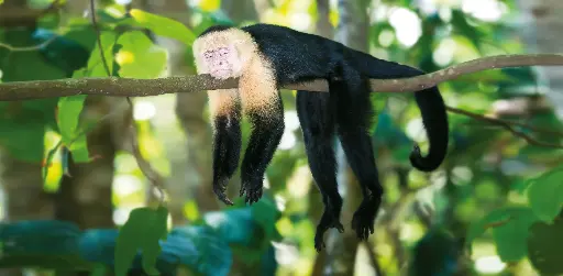 [GEO-XXL-211455] GEO-XXL-Postkarte »Ein ganz Ausgeschlafener«