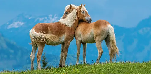 [GEO-XXL-211472] GEO-XXL-Postkarte »Pferdeflüstern?«
