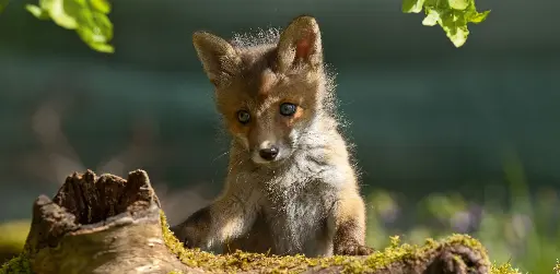 [GEO-XXL-211479] GEO-XXL-Postkarte »Fuchsig werden«