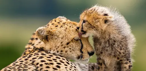 [GEO-XXL-211490] GEO-XXL-Postkarte »Geparden, Masai Mara, Kenia«