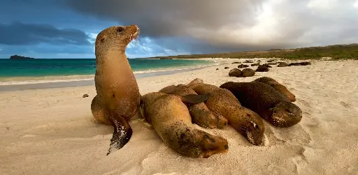 [GEO-XXL-211505] GEO-XXL-Postkarte »Robben«