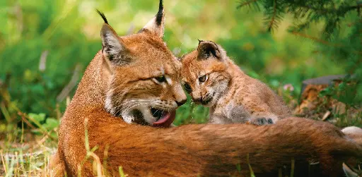 [GEO-XXL-211511] GEO-XXL-Postkarte »Europäischer Luchs«