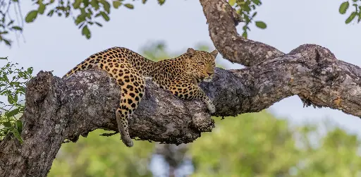 [GEO-XXL-211512] GEO-XXL-Postkarte »Leoparden«