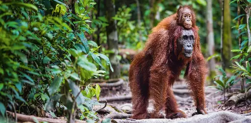 [GEO-XXL-211513] GEO-XXL-Postkarte »Orang-Utan«