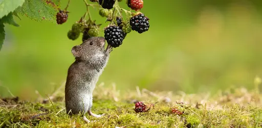 [GEO-XXL-211521] GEO-XXL-Postkarte »Rötelmaus«