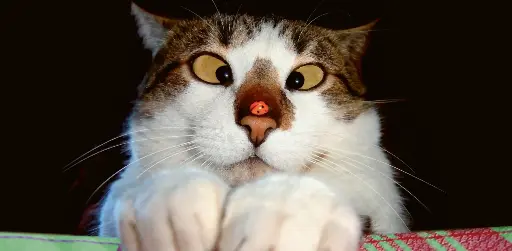 [BK-XXL-210012] BK-XXL-Postkarte »o.T.«