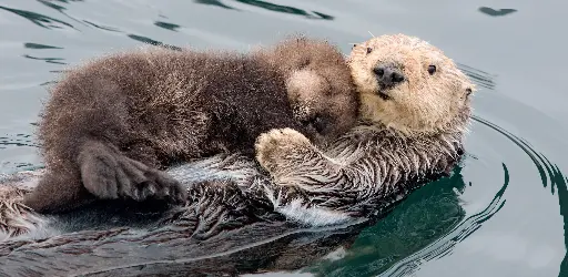 [BK-XXL-210047] BK-XXL-Postkarte »Seeotter«