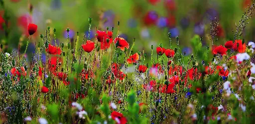 [BK-XXL-210053] BK-XXL-Postkarte »Mohnwiese«