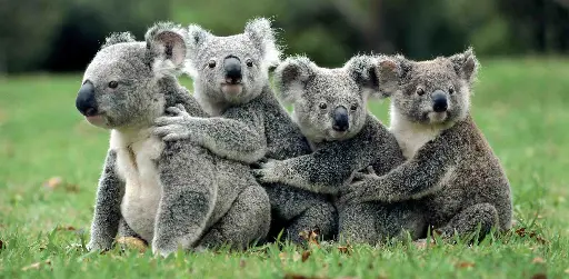 [BK-XXL-210057] BK-XXL-Postkarte »Koala-Gruppe«
