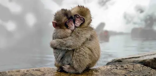 [BK-XXL-210058] BK-XXL-Postkarte »Japanmakaken«