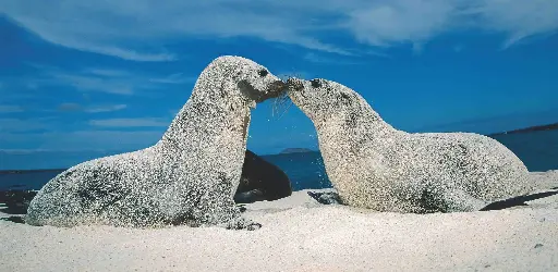 [BK-XXL-210062] BK-XXL-Postkarte »Galápagos-Seelöwen«