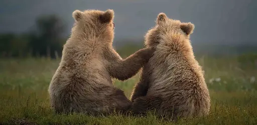 [BK-XXL-210063] BK-XXL-Postkarte »Braunbären«