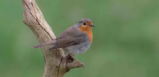 [BK-XXL-210065] BK-XXL-Postkarte »Rotkehlchen«