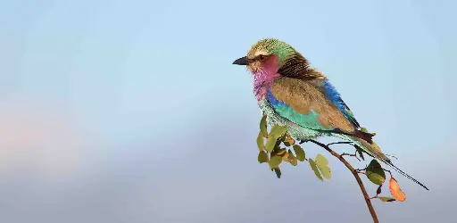 [BK-XXL-210067] BK-XXL-Postkarte »Bunter Vogel«