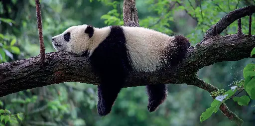 [BK-XXL-210070] BK-XXL-Postkarte »Schlafender Panda«