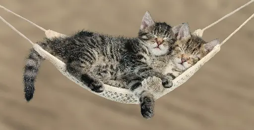 [BK-XXL-210071] BK-XXL-Postkarte »Katzenkinder«