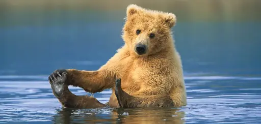 [BK-XXL-210075] BK-XXL-Postkarte »Braunbär«