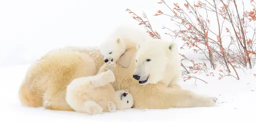 [BK-XXL-210076] BK-XXL-Postkarte »Eisbärenfamilie«