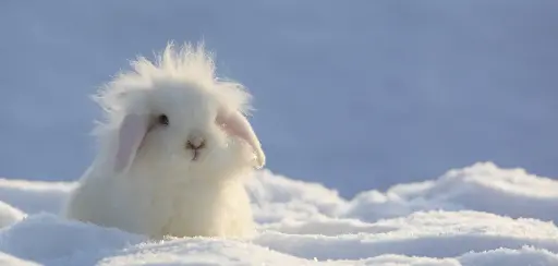 [BK-XXL-210080] BK-XXL-Postkarte »Schneehase«