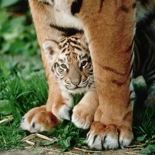 [GEO-DK-212033] GEO-Doppelkarte »Königliche Raubkatzen«