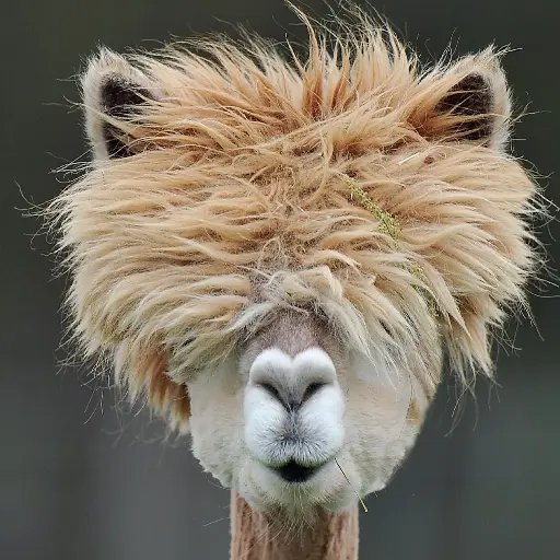 [GEO-DK-212083] GEO-Doppelkarte »Wolliges Neuweltkamel«