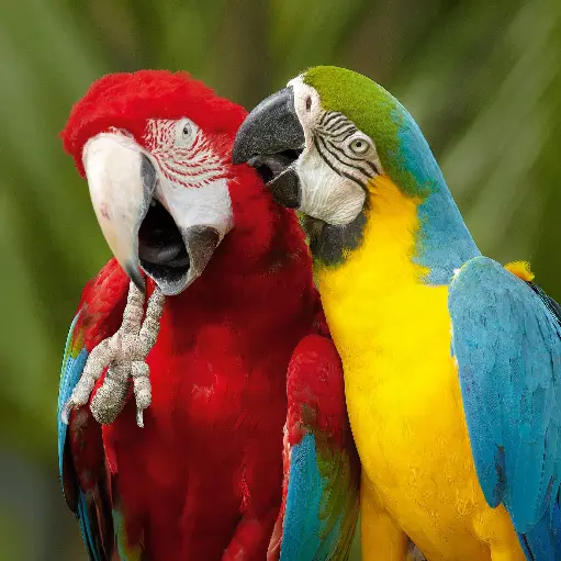 [GEO-DK-212104] GEO-Doppelkarte »Bunte Vögel«