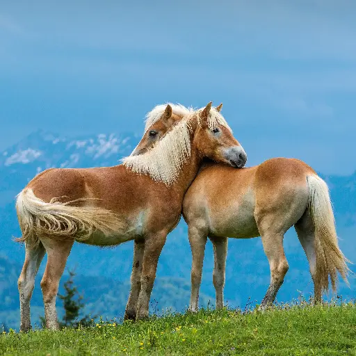 [GEO-DK-212138] GEO-Doppelkarte »Pferdeflüstern?«