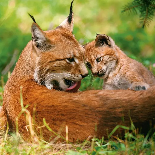 [GEO-DK-212166] GEO-Doppelkarte »Europäischer Luchs«