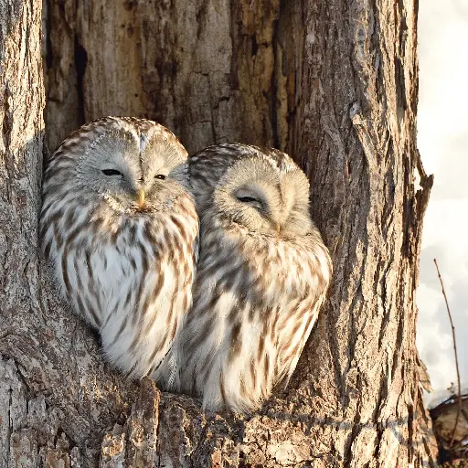 [GEO-DK-212168] GEO-Doppelkarte »Eulen im Winter«