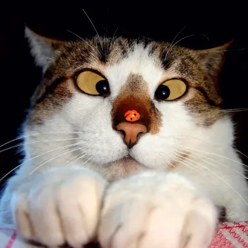 [BK-DK-209022] BK-Doppelkarte »o.T.«