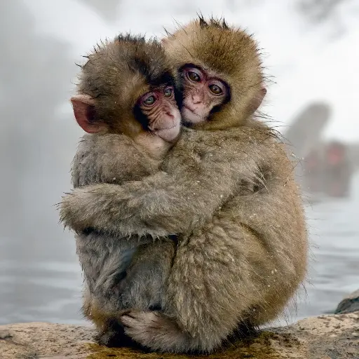 [BK-DK-209024] BK-Doppelkarte »Japanmakaken«