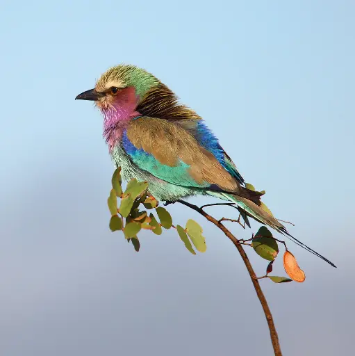 [BK-DK-209032] BK-Doppelkarte »Bunter Vogel«