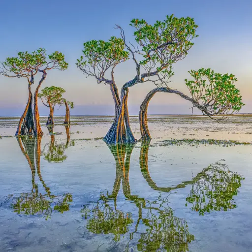 [BK-DK-209033] BK-Doppelkarte »Mangroven«