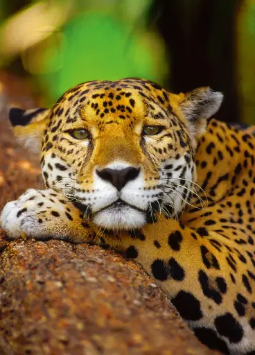 [GEO-A6-215022] GEO-A6-Postkarte »Königsfell«