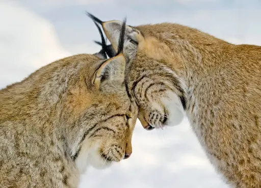 [GEO-A6-215114] GEO-A6-Postkarte »Kopfzerbrechen«