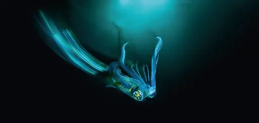 [BK-XXL-411002] BK-XXL-Planet Ozean-Postkarte »Riffkalmar bei Nacht«