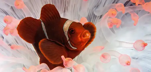 [BK-XXL-411004] BK-XXL-Planet Ozean-Postkarte »Samtanemonenfisch in seiner Wirtsanemone«