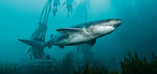 [BK-XXL-411011] BK-XXL-Planet Ozean-Postkarte »Breitnasen-Siebenkiemerhai schwimmt durch den Kelpwald«
