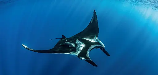 [BK-XXL-411015] BK-XXL-Planet Ozean-Postkarte »Pelagischer Mantarochen, Mexiko«