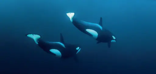 [BK-XXL-411019] BK-XXL-Planet Ozean-Postkarte »Orcas in Norwegen«