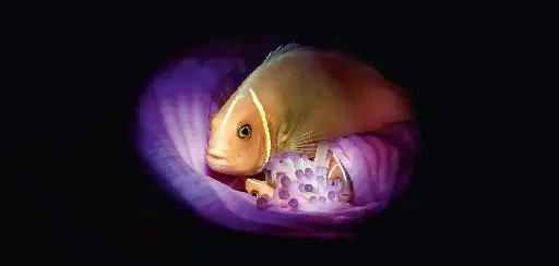 [BK-XXL-411022] BK-XXL-Planet Ozean-Postkarte »Halsband-Anemonenfisch mit Nachwuchs in einer Anemone«