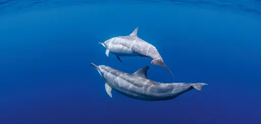 [BK-XXL-411023] BK-XXL-Planet Ozean-Postkarte »Zwei Ostpazifische Delfine, Raja Ampat, Indonesien«