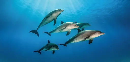 [BK-XXL-411025] BK-XXL-Planet Ozean-Postkarte »Schule von großen Tümmlern, Ägypten«