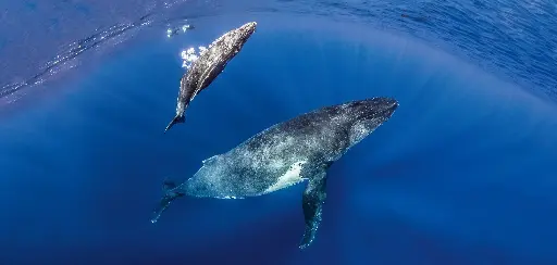 [BK-XXL-411026] BK-XXL-Planet Ozean-Postkarte »Buckelwal-Mutter mit Kalb, Tahiti, Französisch Polynesien«