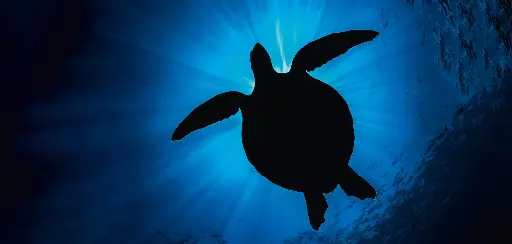 [BK-XXL-411027] BK-XXL-Planet Ozean-Postkarte »Karettschildkröte im Gegenlicht, Tahiti«