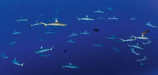 [BK-XXL-411029] BK-XXL-Planet Ozean-Postkarte »Schwarm von Grauen Riffhaien, Malediven«